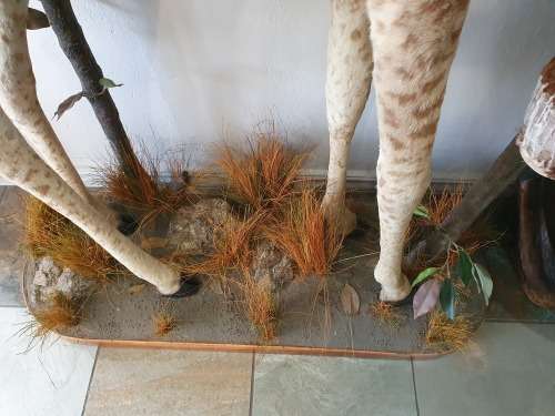 GIRAFFE TAXIDERMY